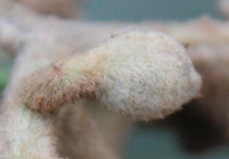 7 eriobotrya oliver fr veneux 22 janv 2016 010.jpg