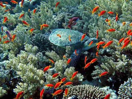 L'Australie - la barrière de corail - 1