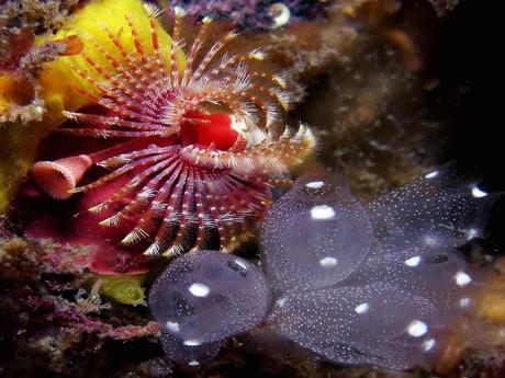 L'Australie - la barrière de corail - 1