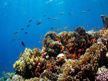 L'Australie - la barrière de corail - 1