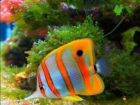 L'Australie - la barrière de corail - 1