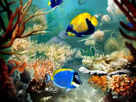 L'Australie - la barrière de corail - 1