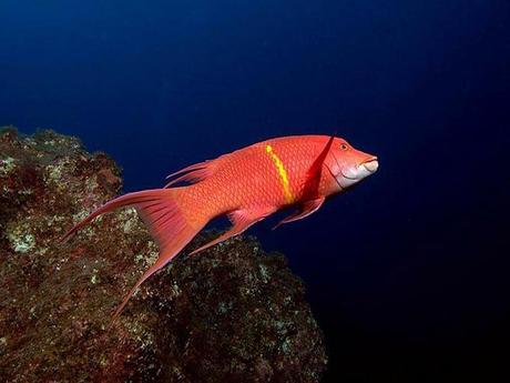 L'Australie - la barrière de corail - 1