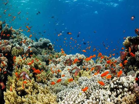 L'Australie - la barrière de corail - 1