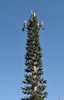 Une autre espèce d'arbre artificiel