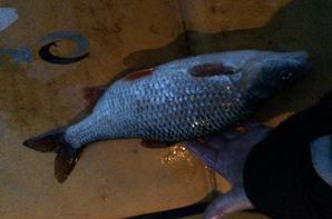 Pęche du gros gardon en hivers