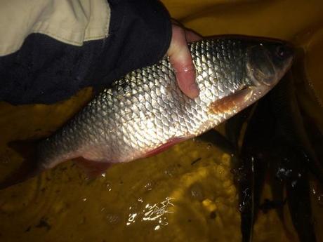 Pęche du gros gardon en hivers