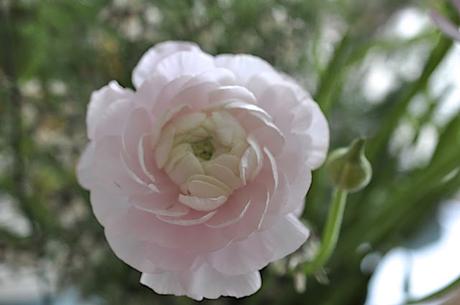 Des fleurs et des gourmandises