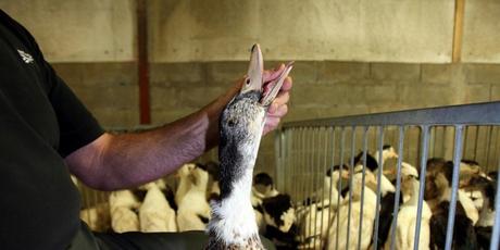 Tous les Verts ne sont pas contre le gavage des canards
