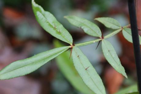 zantho subtrifoliatum  veneux 23 janv 2016 032 (2).jpg