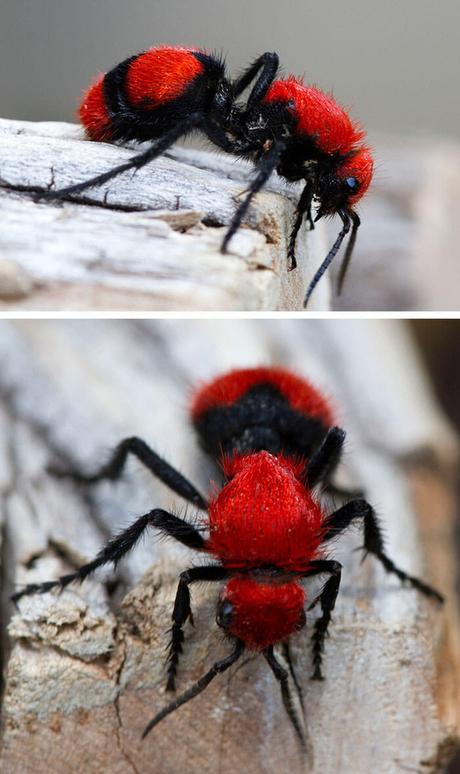 Fourmi de velours - Les mutillidés sont communément appelés « fourmi de velours » en raison de leur apparence intermédiaire entre les fourmis (par leur forme allongée) et les guêpes (par leur pilosité). 