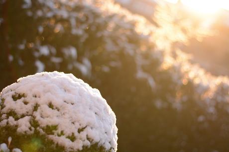 Premiers flocons Premiers flocons