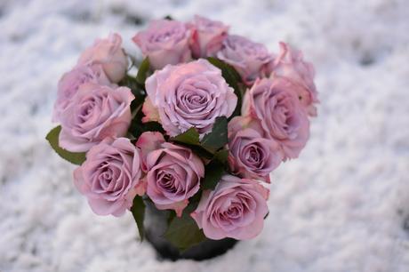 Premiers flocons Premiers flocons