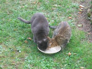 Vaudeville tout le monde descend... encore 2 dates/ Grisette est partie.../ On n'est pas couché : Pascal Demolon, Camille Laurens Vaudeville tout le monde descend... encore 2 dates/ Grisette est partie.../ On n'est pas couché : Pascal Demolon, Camille Laurens