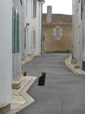 L'île de Ré en hiver : où manger à Ars en Ré