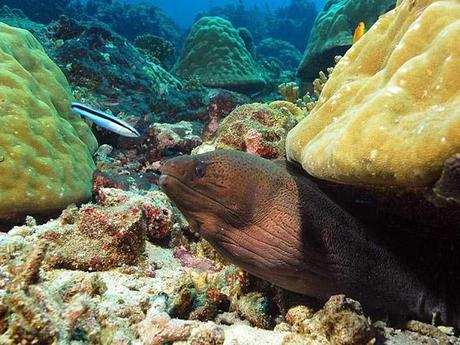 L'Autralie - la barrière de corail - 2