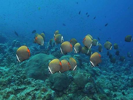 L'Autralie - la barrière de corail - 2