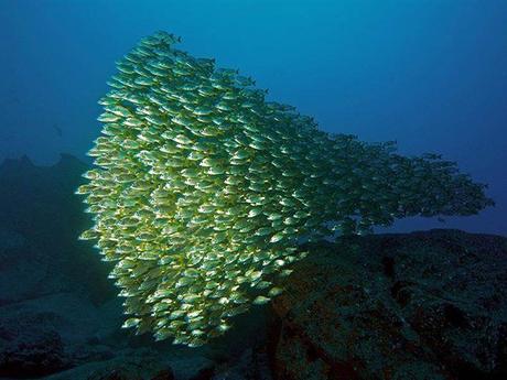 L'Autralie - la barrière de corail - 2