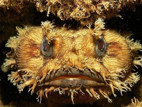 L'Autralie - la barrière de corail - 2