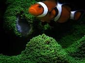 L'Autralie barrière corail