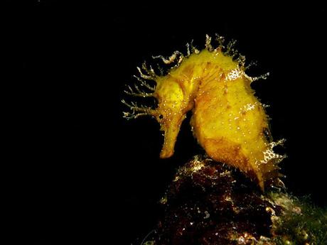 L'Autralie - la barrière de corail - 2