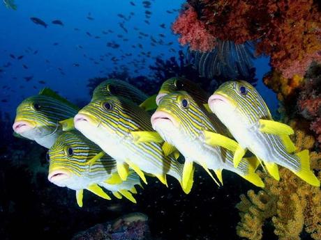 L'Autralie - la barrière de corail - 2