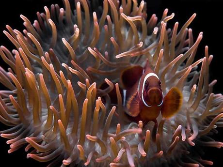 L'Autralie - la barrière de corail - 2