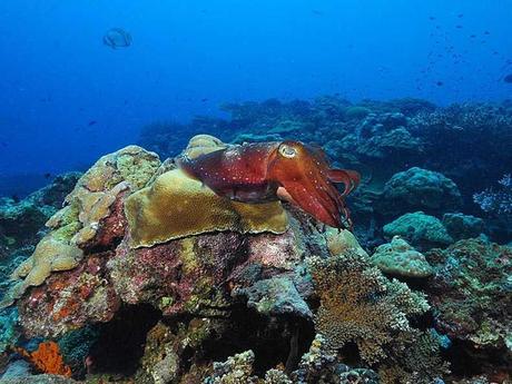 L'Autralie - la barrière de corail - 2