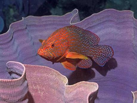 L'Autralie - la barrière de corail - 2