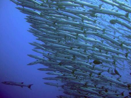 L'Autralie - la barrière de corail - 2