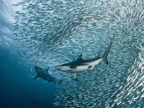 L'Autralie - la barrière de corail - 2