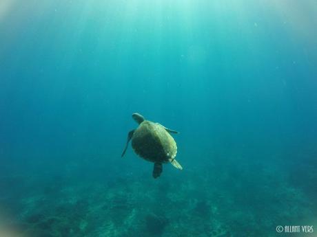 tortue-plongée-gili-air