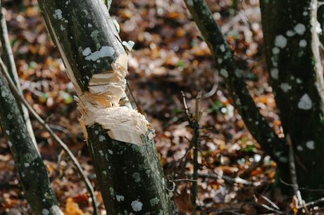 les dessous du studio adc