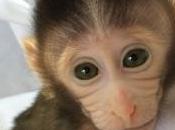 AUTISME: singes transgéniques autistes pour décrypter processus neurophysiologique Nature