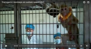 AUTISME: Des singes transgéniques autistes pour décrypter le processus neurophysiologique   – Nature