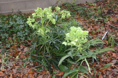 1 helleborus foetidus arguti veneux 23 janv 2016 014.jpg