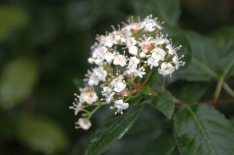 16 vib tinus veneux 23 janv 2016 007.jpg