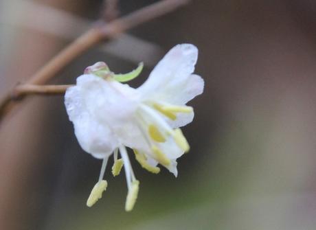 8 lonicera frag veneux 23 janv 2016 018 (3).jpg