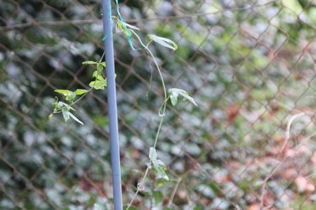 11 passiflora caerulea veneux 23 janv 2016 028 (2).jpg