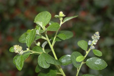 19 ceanothus arb veneux 23 janv 2016 005.jpg