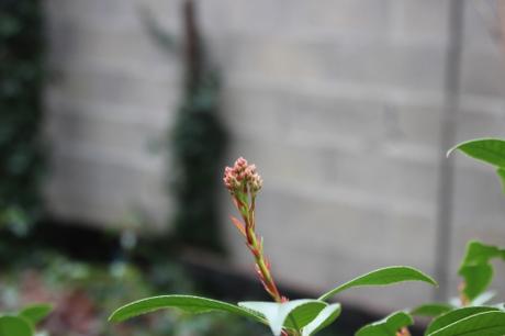 12 photinia veneux 23 janv 2016 015.jpg