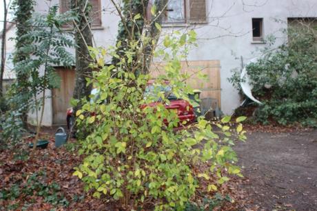 7 lonicera frag veneux 23 janv 2016 018 (1).jpg