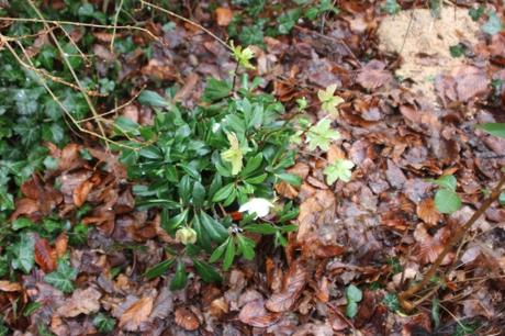 2 helleborus niger veneux 23 janv 2016 022.jpg