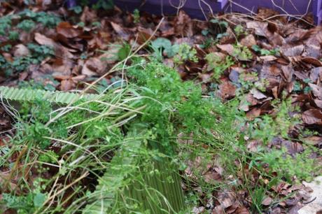 10 persil veneux 23 janv 2016 024.jpg