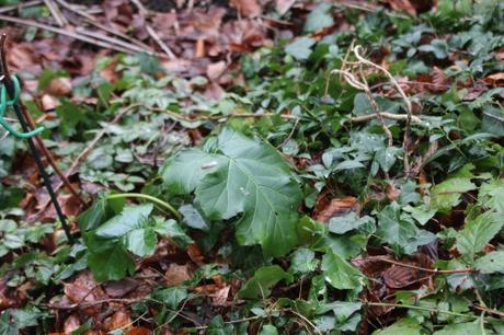 6 acanthe veneux 23 janv 2016 026 (1).jpg