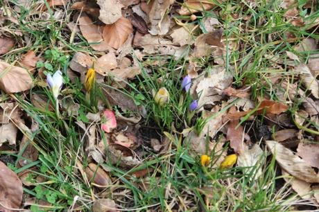 24 crocus veneux 26 janv 2016 006 (2).jpg