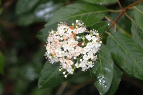 15 vib tinus veneux 23 janv 2016 006.jpg