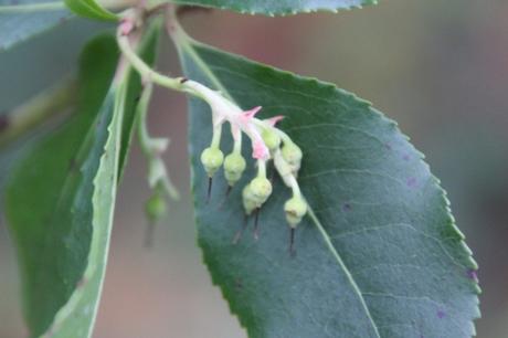 18 arbutus andrachnoides veneux 25 janv 2016 037 (2).jpg