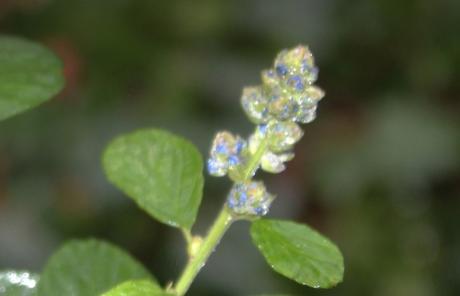 20 ceanothus arb boutons veneux 23 janv 2016 005.jpg