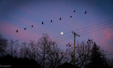 Petit coin du ciel Petit coin du ciel